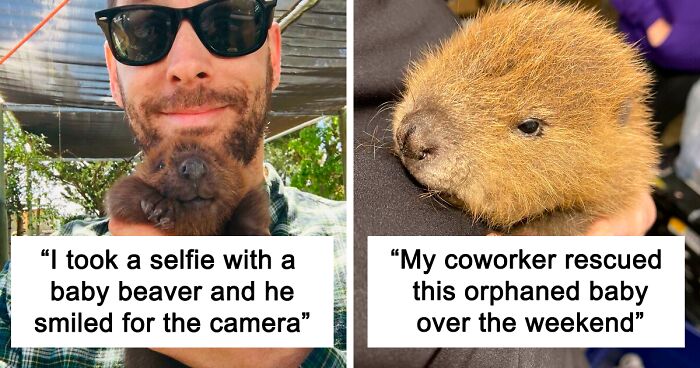 107 Pics Of Cute Beavers Eating, Smiling, Or Just Being Their Adorable Selves