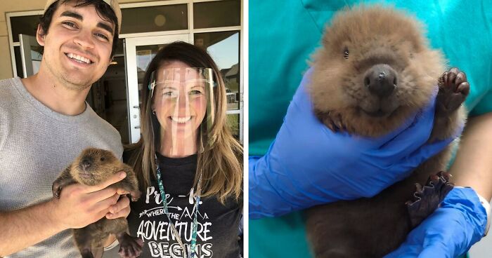 107 Pics Proving How Cute Beavers Actually Are