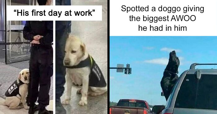 54 Reasons Why Dogs Are Better Than Cats, And Here Are The Pics And Memes To Prove It