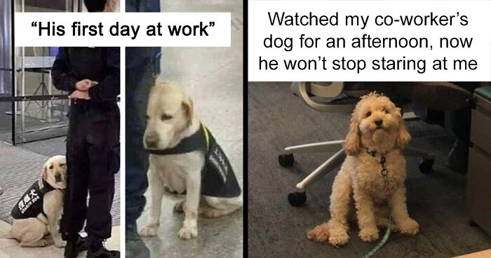 ‘Doggos Doing Things’: 54 Reasons Why Dogs Are Better Than Cats, And Here Are The Pics And Memes To Prove It