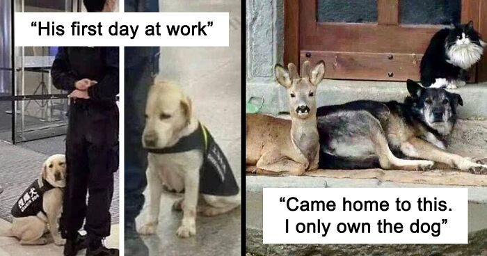 54 Pics Of ‘Doggos Doing Things’ To Brighten Up Any Canine Lover’s Day