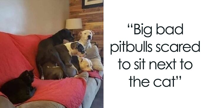 54 ‘Doggos Doing Things’ In Cute And Funny Ways