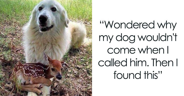 50 Reasons Why Dogs Are Better Than Cats, And Here Are The Pics And Memes To Prove It