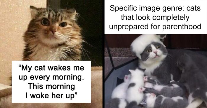 109 Funny Tweets Every Pet Owner Should See ASAP