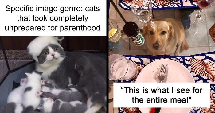 109 Of The Best Pet Tweets Of All Time