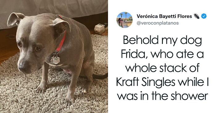 109 Relatable Tweets About The Joys Of Living With Cats And Dogs