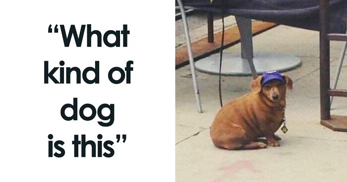 43 Pics That Made The Internet Wonder “What Kind Of Dog Is This”