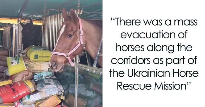 Funds In Action: Thanks To Your Help, We've Been Able To Provide Food, Vet Treatments And Evacuations For Sheltered Animals In Ukraine