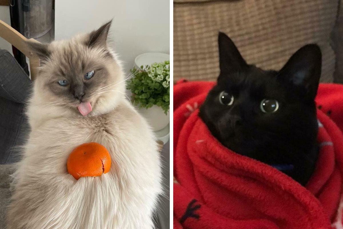 50 Times Cats Acted So Goofy, Their Owners Thought They Were