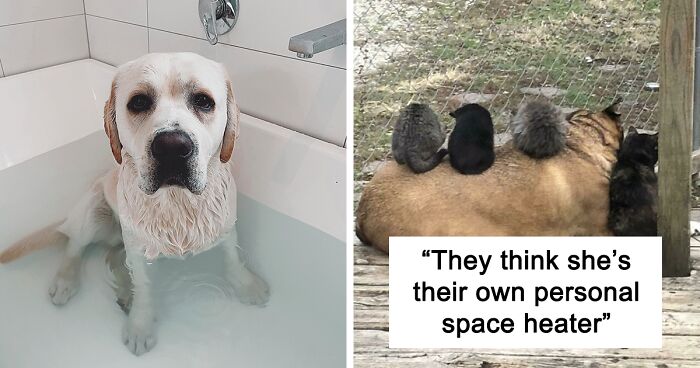 130 Times Pets Invaded Their Owner's Privacy To Show Them Who's The Boss (New Pics)