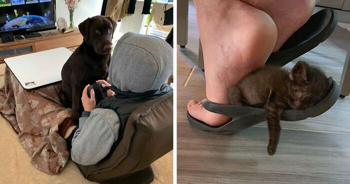 130 Pets Shamelessly Disrespecting People’s Personal Space (New Pics)