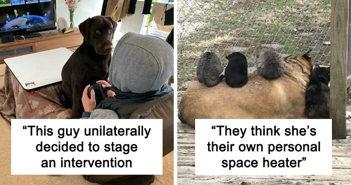 130 Times Owners Had Their Private Space Violated By Their Pets