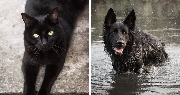 I've Made A Project That Showcases How Awesome Black Dogs And Cats Are, And Here Are 27 Images To Prove It