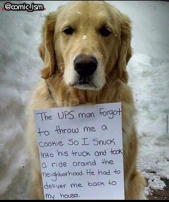 Adorable Dog Moments With Best Annotations To Brighten Your Day ...