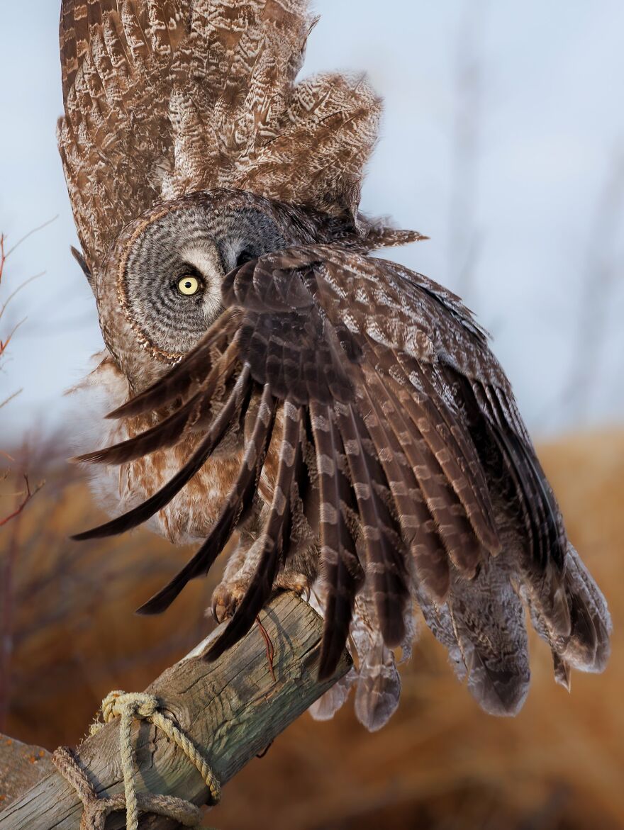 30 Captivating Photographs From This Year’s WildArt Photographer Of The ...