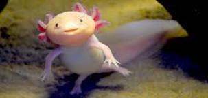 Axolotl-62a0b847d16e7.jpg