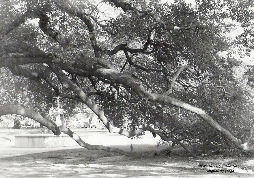 Tree Ladder