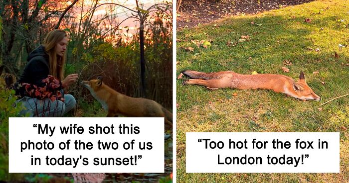 Foxes Are Wonderful Creatures And Here Are 144 Of Their Cutest Photos