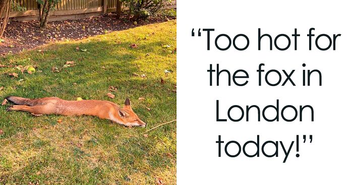 40 Furry and Fantastic Cute Foxes That You Won’t Be Able to Resist