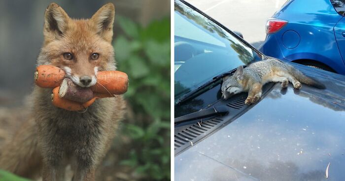 144 Times Foxes Were Caught Being The Cutest