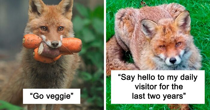 144 Times Foxes Were So Cute, Someone Had To Snap A Pic Of Them