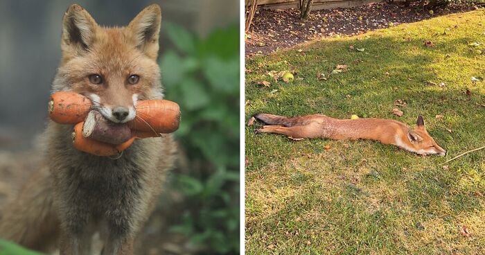 Take A Look At These Adorable Foxes, For Fox Sake (144 Pics)