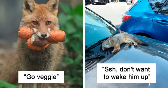 144 Pics Of Foxes Being Their Cute Adorable Selves