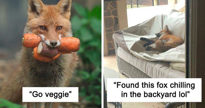 144 Pictures Showing What Incredibly Cute Animals Foxes Are