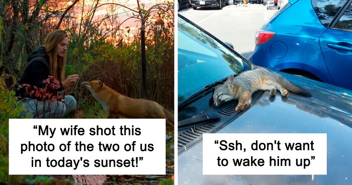 144 Pics Of Foxes Being Ridiculous And Cute