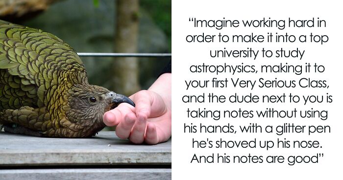 Internauts Love This Humorous Tumblr Post Detailing The Intellectual Contrast Between Crows And Keas