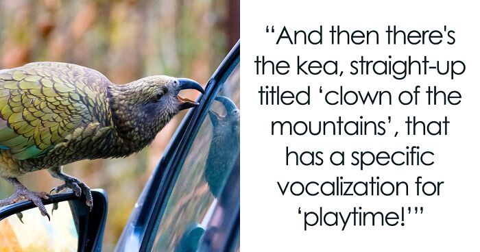 Netizens Are Loving This Humorous Tumblr Post Dedicated To The Intellectual Contrast Between Crows And Keas