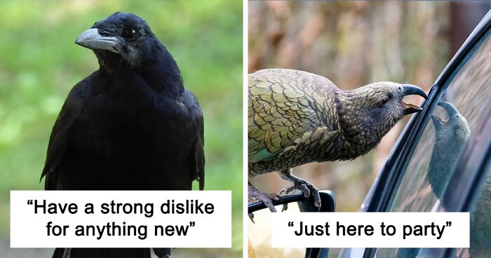 Netizens Are Loving This Humorous Tumblr Post Dedicated To The Intellectual Contrast Between Crows And Keas