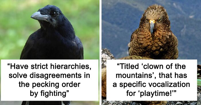 Netizens Are Loving This Humorous Tumblr Post Dedicated To The Intellectual Contrast Between Crows And Keas