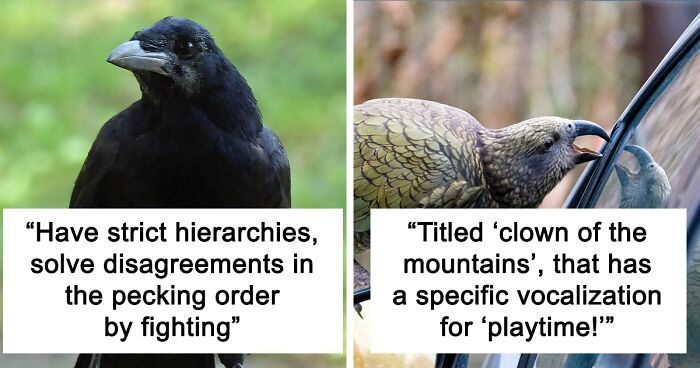 Tumblr User Describes The Differences In Intelligence Presentation Between Crows And Keas