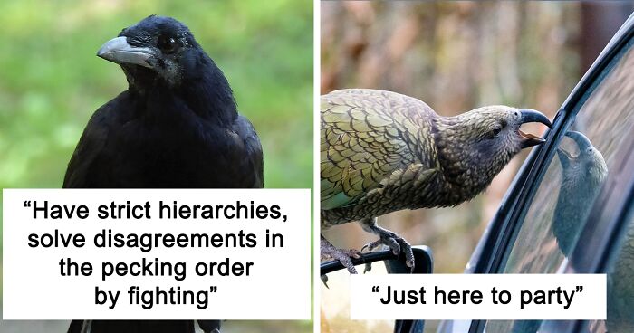 Folks Online Love This Comical Tumblr Post Explaining The Contrast In How Crows And Keas Express Their Genius