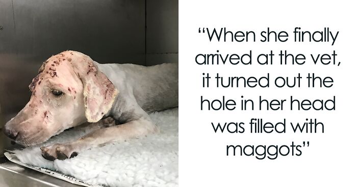 We Rescued A Dog With A Hole In Her Head, Treated Her, And Found Her A Loving Home