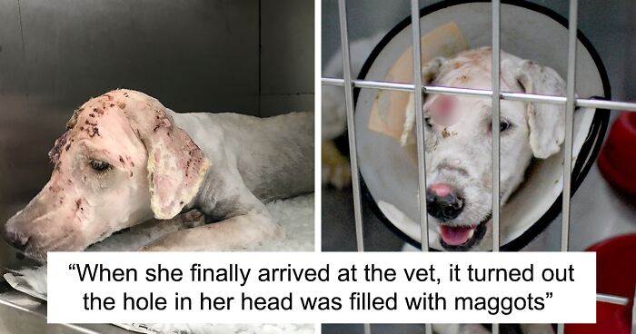 We Rescued A Dog With A Hole In Her Head, Treated Her, And Found Her A Loving Home