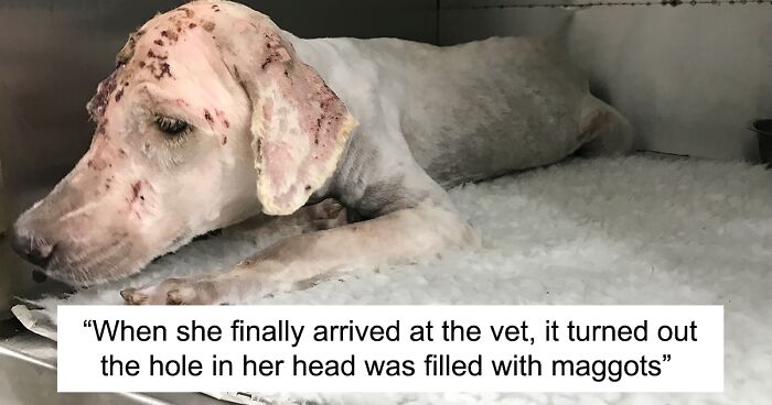 We Found A Dog With A Hole In Her Head, Treated Her, And Found Her A Home