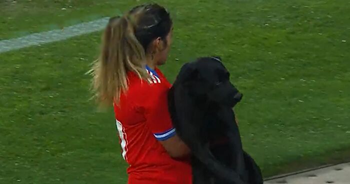 Pup Receives Pats And Belly Rubs After Running Onto A Soccer Field During A Match