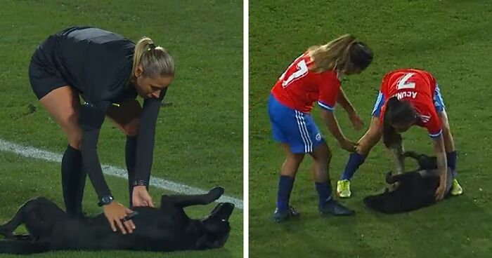 Dog-Interrupts-Football-Match-For-Belly-Rubs