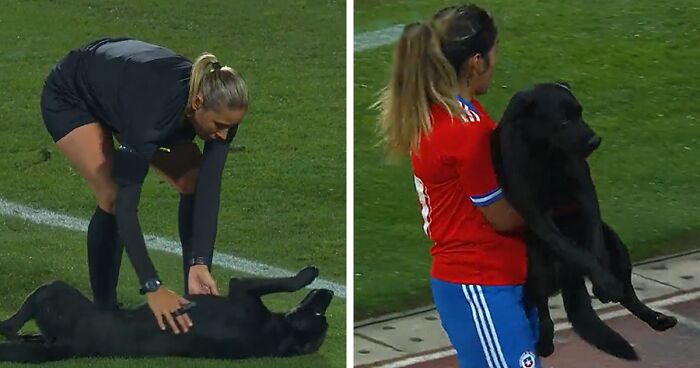 Dog-Interrupts-Football-Match-For-Belly-Rubs