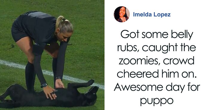 Dog Interrupts International Soccer Match For Belly Rubs