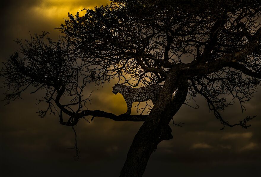 30 Captivating Photographs From This Year’s WildArt Photographer Of The ...