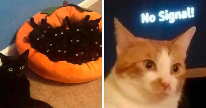 90 Silly Cats 'Who Share One Braincell', As Shared On This Twitter Account