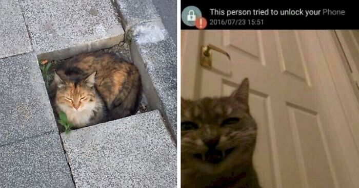 90 Dumb Cats Who Are Trying Their Best, As Shared On This Twitter Account