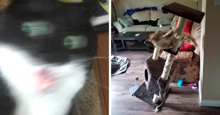 “All Cats Here Share The Same Brain Cell”: This Twitter Page Is Sharing 90 Of The Most Hilarious Pics Of Cats