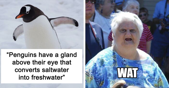 People Are Sharing The 77 Most Obscure Animal Facts They Know