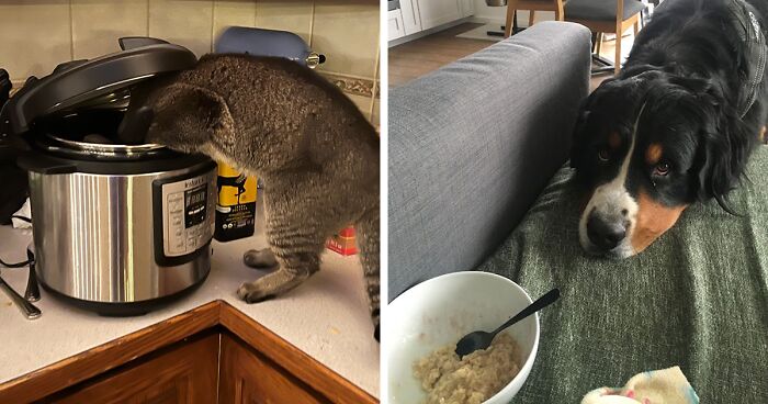 38 Of The Best Photos Of Pets Trying To Steal Food Or Beverages, As Shared By The Panda Community