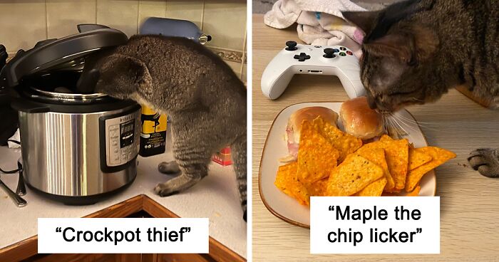 I Asked Our Community To Post A Picture Of Their Pet Trying To Steal Food Or Beverages, And Here Are 38 Of The Best Ones