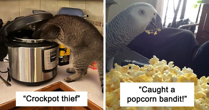 “Hey Pandas, Post Pics Of Your Pet Trying To Steal Food Or Beverages”: 38 Of The Best Photos Shared By Our Community